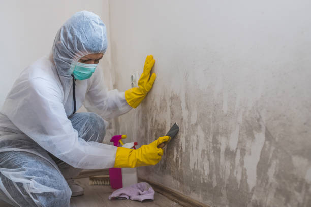 Best Professional Mold Removal  in Winona, MN