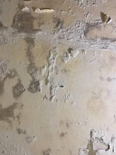 Best Residential Mold Removal  in Winona, MN