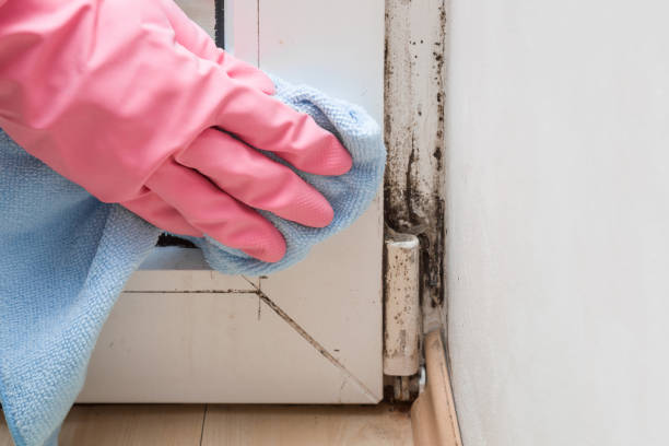 Best Local Mold Removal Service  in Winona, MN