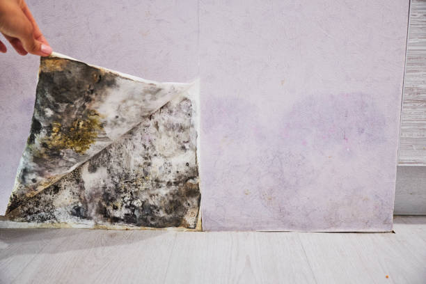 Best Commercial Mold Removal  in Winona, MN